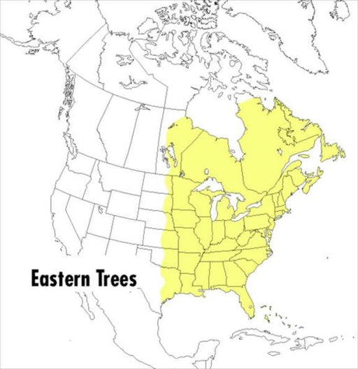 A Peterson Field Guide To Eastern Trees: Eastern United States and Canada, Including the Midwest - Paperback | Diverse Reads