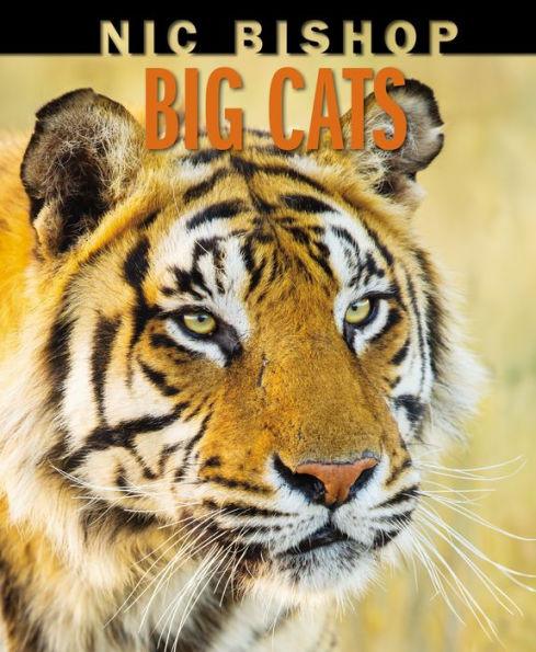 Nic Bishop Big Cats - Hardcover | Diverse Reads