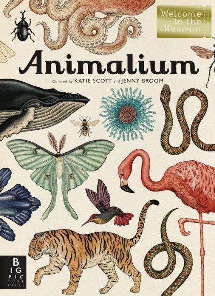 Animalium (Welcome to the Museum Series) - Hardcover | Diverse Reads