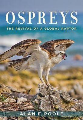 Ospreys: The Revival of a Global Raptor - Hardcover | Diverse Reads