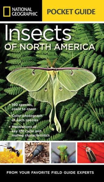 National Geographic Pocket Guide to Insects of North America - Paperback | Diverse Reads
