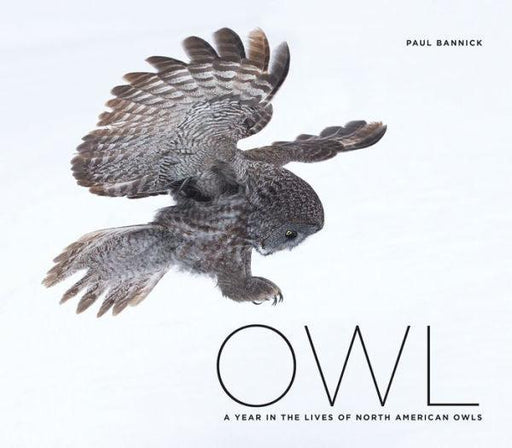 Owl: A Year in the Life of North American Owls - Hardcover | Diverse Reads