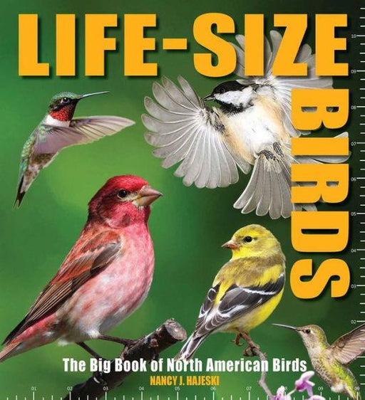 Life-Size Birds: The Big Book of North American Birds - Hardcover | Diverse Reads