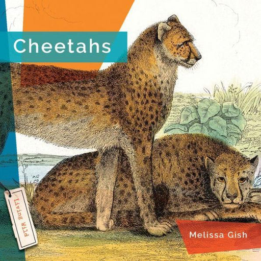 Cheetahs - Paperback | Diverse Reads