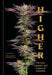 Higher: The Lore, Legends, and Legacy of Cannabis - Hardcover | Diverse Reads