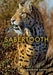 Sabertooth - Hardcover | Diverse Reads