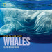 Face to Face with Whales - Paperback | Diverse Reads