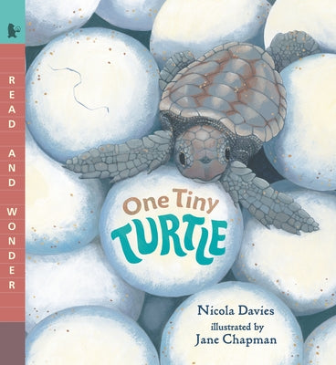 One Tiny Turtle - Paperback | Diverse Reads